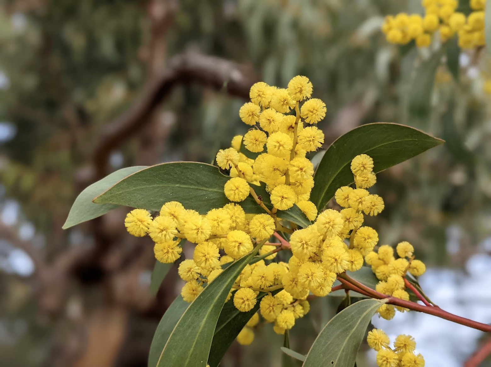 Acacia pycnantha