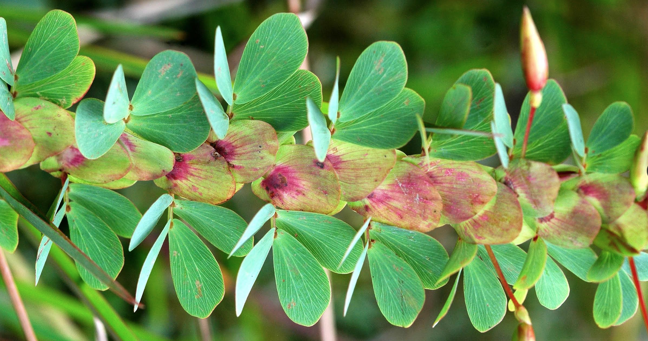 *Chamaecrista desvauxii* (Collad.) Killip, Caesalpinioideae, photo by Colin Hughes.