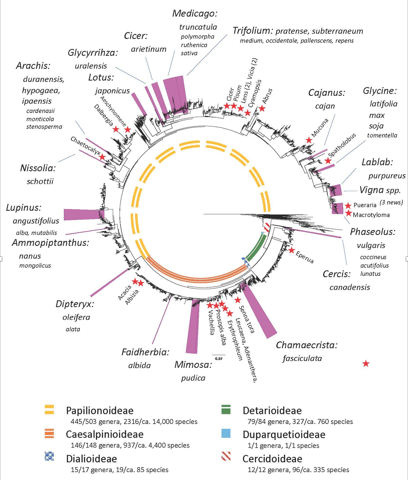 Figure modified from Egan and Vatanparast (2019) with stars and smaller font indicating new additions.