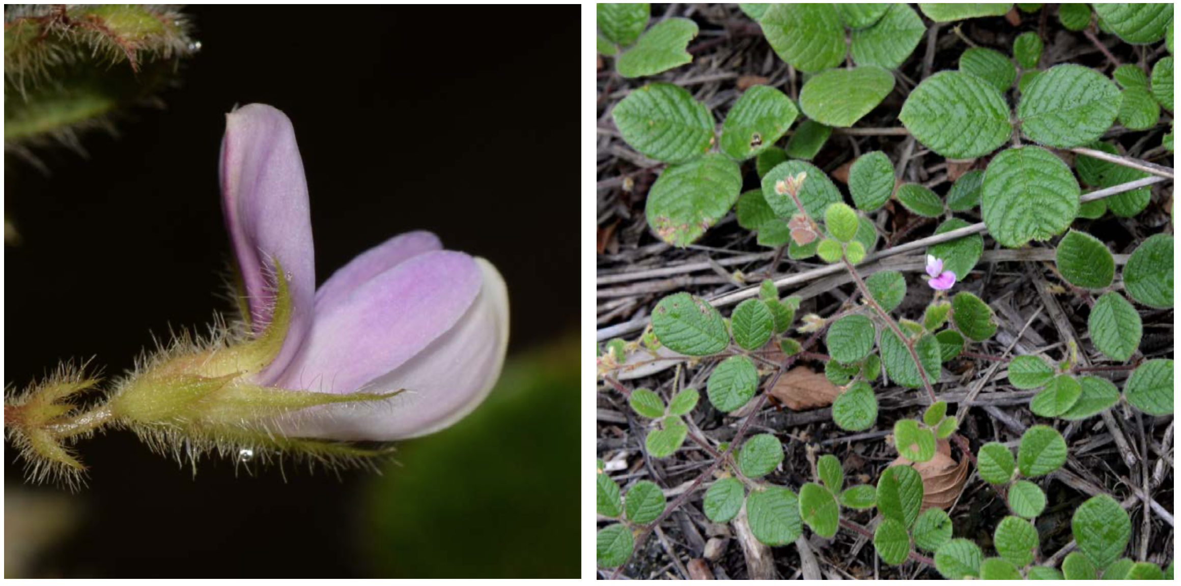 *Lespedeza danxiaensis* (Photos: Qiang Fan)