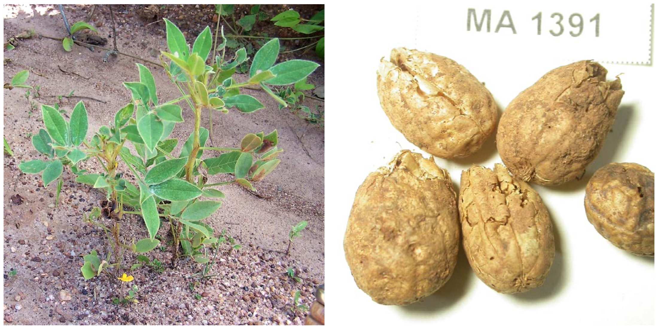 *Arachis inflata* (Photos: habit, Guillermo Seijo; fruits, Margoth Atahuachi)