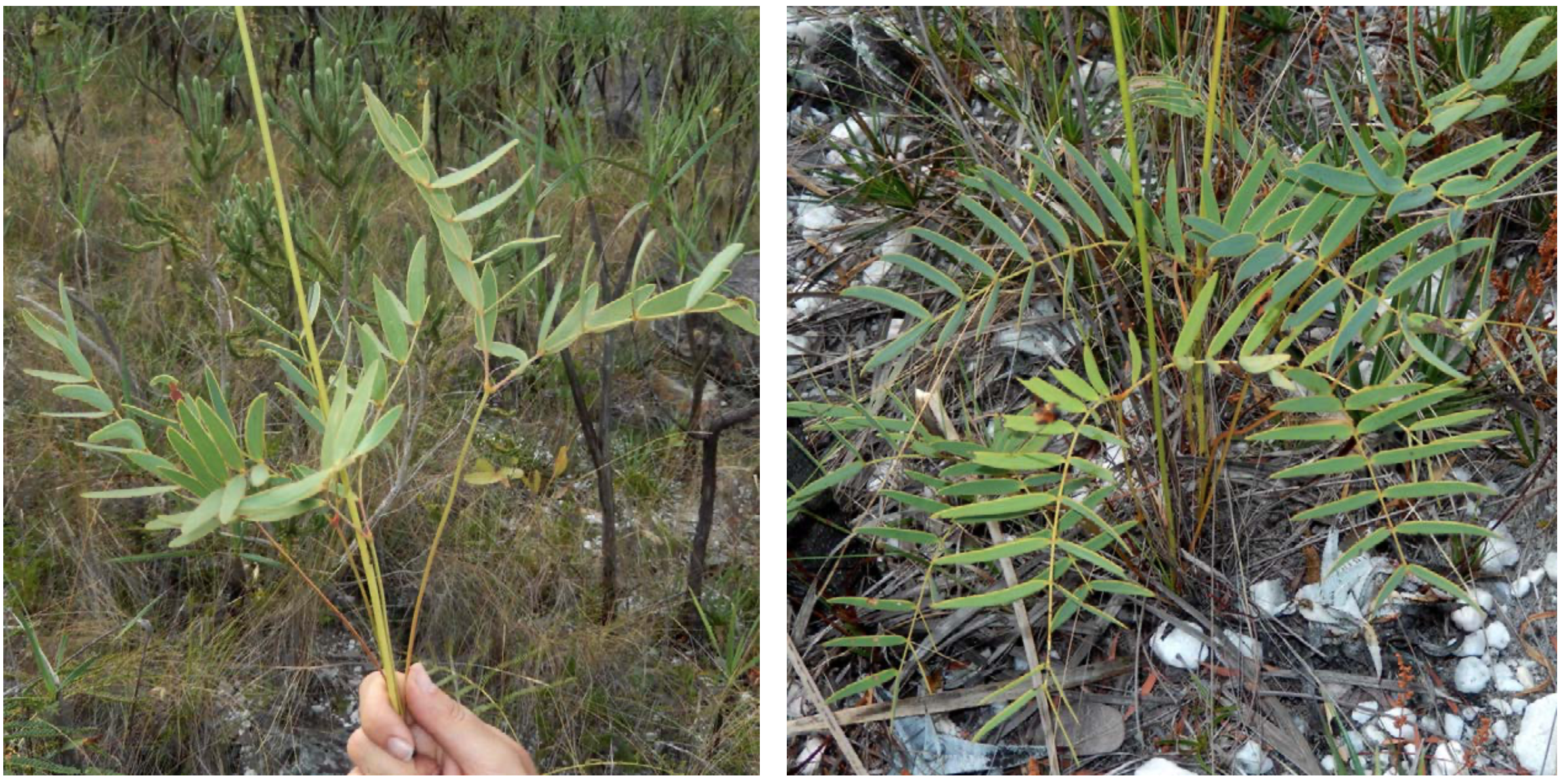 *Mimosa pseudoracemosa* (Photos: Moises Mendoza)