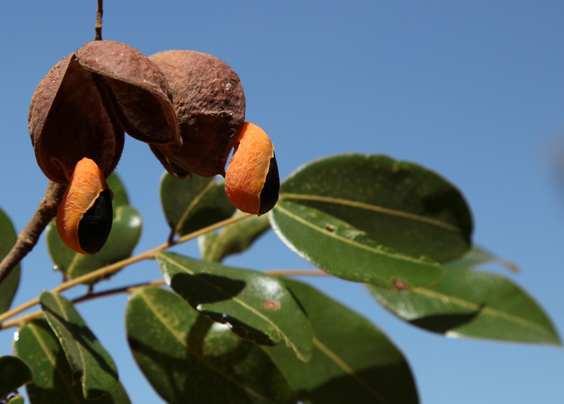 *Copaifera langsdorfii* Desf. (Detarioideae), photo by Leonardo Borges