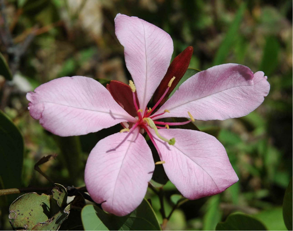 *Bauhinia weberbaueri* Harms (Cercidoideae), photo by Colin Hughes.