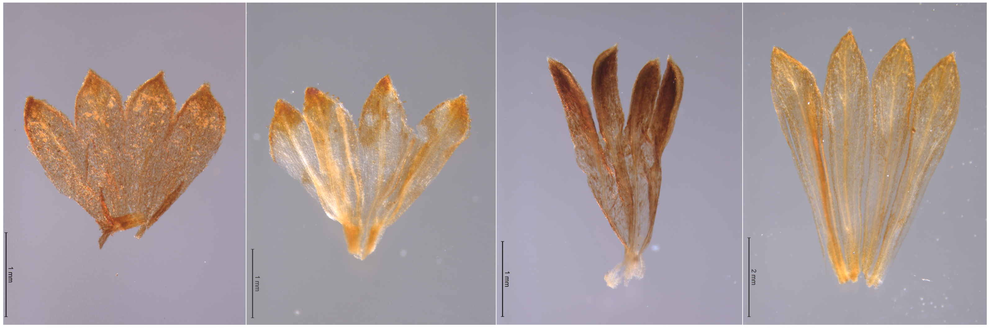 Dissected corollas of four *Mimosa* species, under study by PhD candidate Monique Maianne (Universidade Federal de São Carlos, Brazil). Left to right: *M. bifurca* Benth., *M. elliptica* Benth., *M. hirsutissima* Mart., *M. lewisii* Barneby. Photos by Monique Maianne.