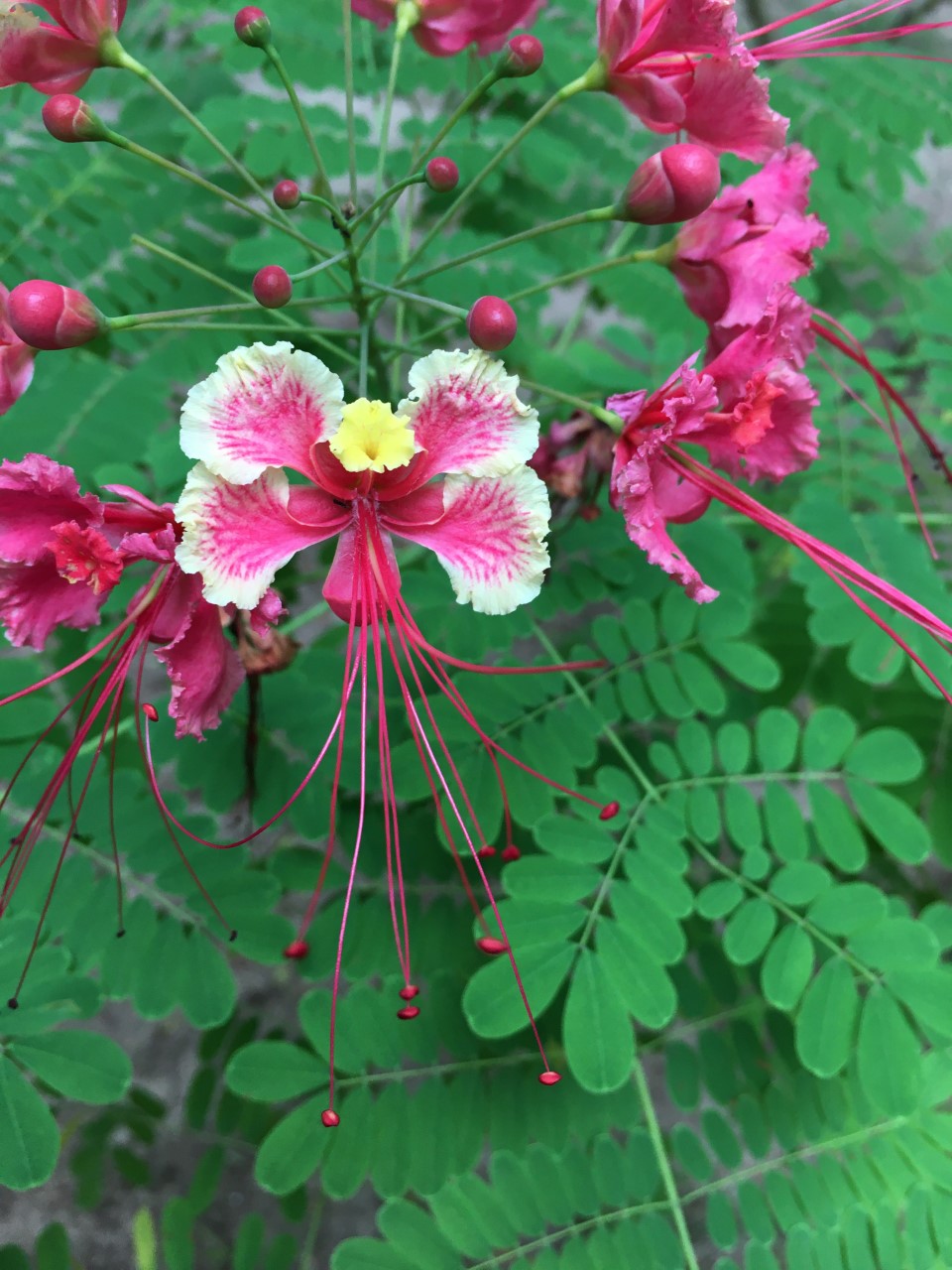 *Caesalpinia pulcherrima* (Caeasalpinioideae), photo by Francisco Valazquez Puentes.