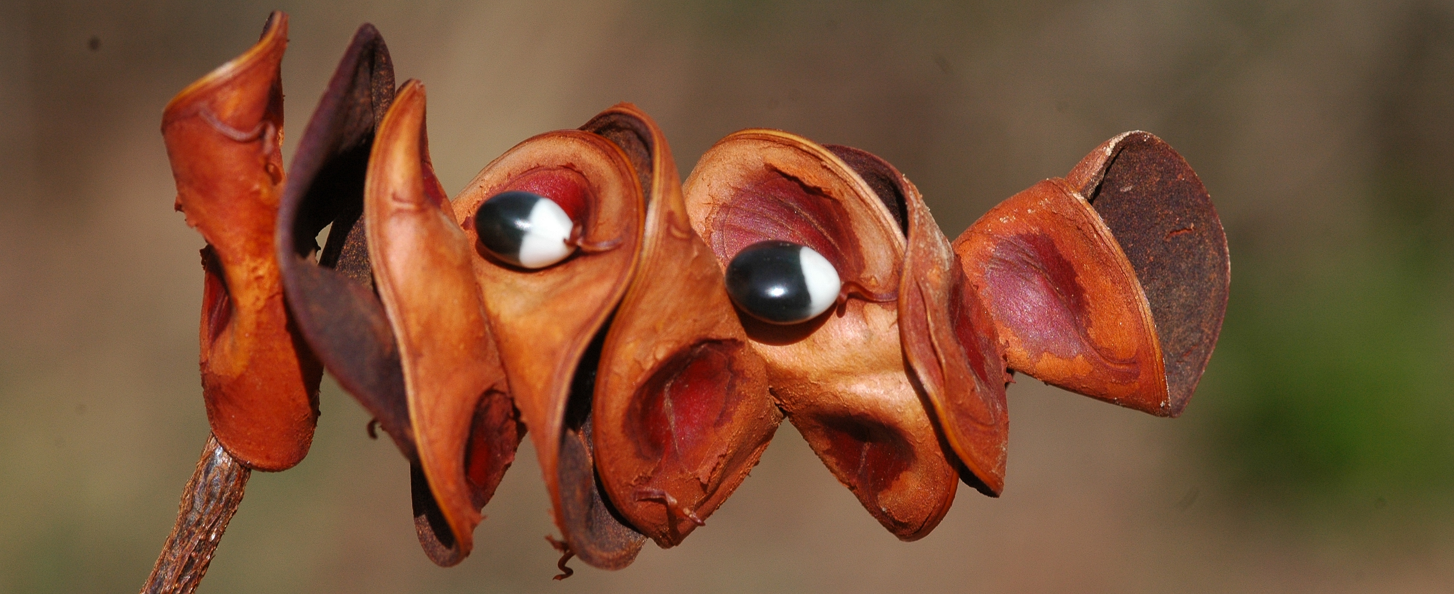 *Abarema cochliacarpos (Caesalpinioideae) Luciano de Queiroz 15538, fruit pods, photo Colin Hughes*