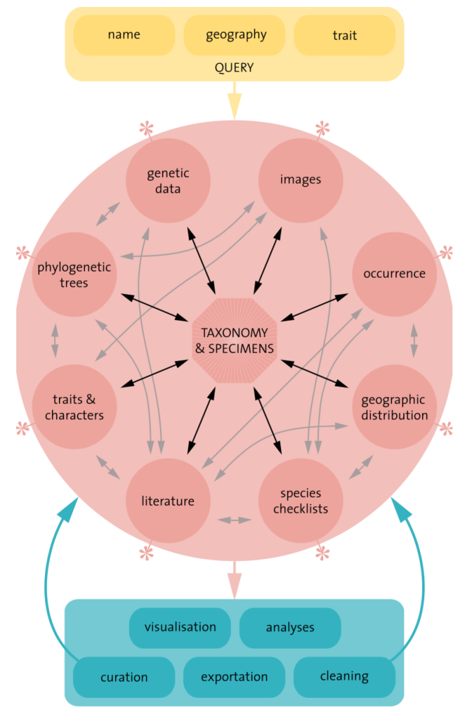 Architectural overview of the plans for a Legume Systematics Portal, connecting data from external sources (\*). From [Bruneau, A. et al. 2019. Australian Systematic Botany, 32: 495- 518](https://doi.org/10.1071/SB19025).